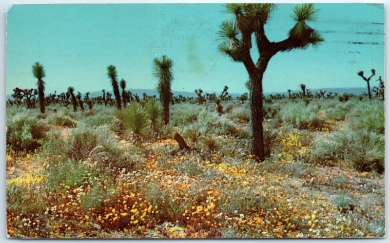 Postcard - Springtime On The High Desert - California