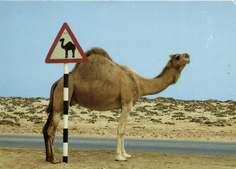 PC CPA SULTANATE OF OMAN, BEWARE CAMELS, REAL PHOTO Postcard (b16713)