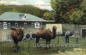 Moila's Camels - St. Joseph, Missouri MO Postcard