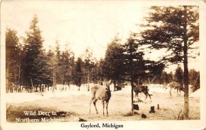 Wild Dear In Northern Michigan Real Photo - Gaylord, Michigan MI  