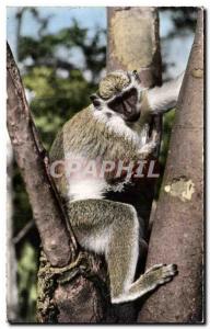 Animals - Wildlife - Monkey Young - Young Monkey - Old Postcard