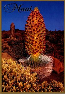 Hawaii Maui Haleakala The Silversword PLant