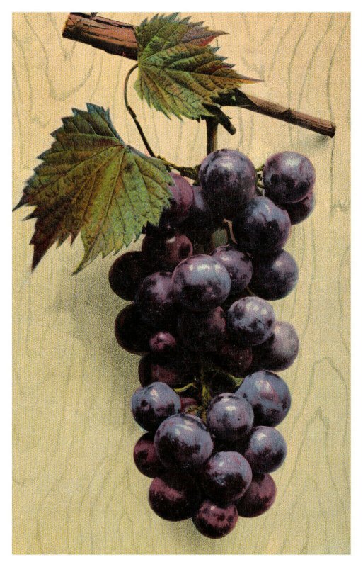 FREMONT, Ohio ~ Bunch of Black Grapes Shop Workers Strike Vintage Postcard