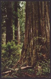 California Redwoods Postcard