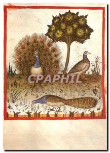 Postcard Modern Peacocks Peacocks