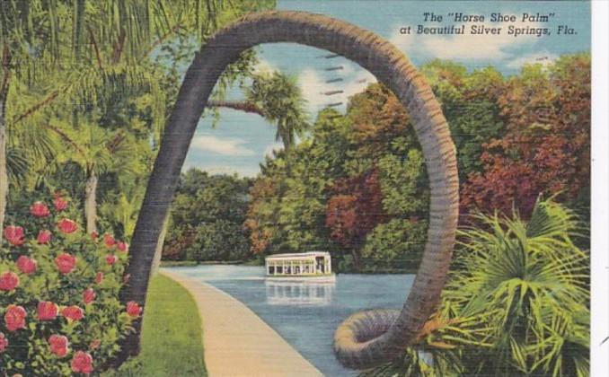 Florida Silver Springs The Horse Shoe Palm 1953 Curteich