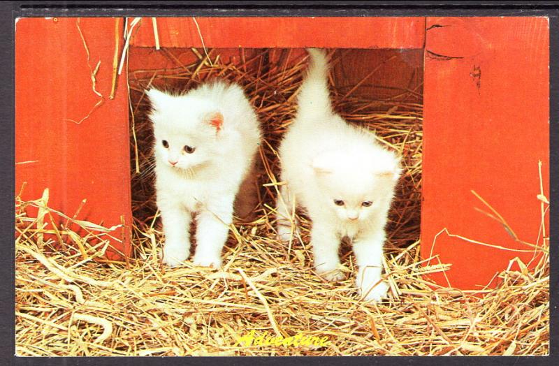 Two Kittens BIN