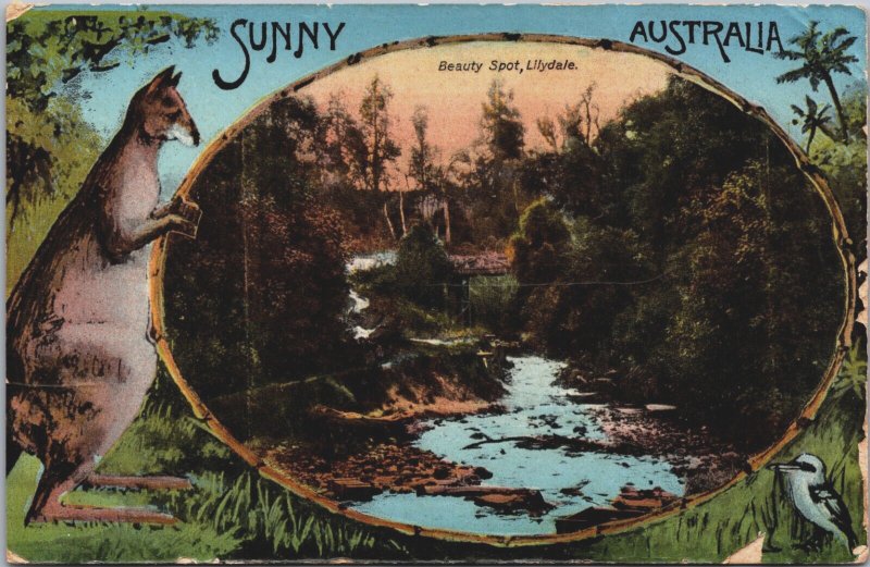 Australia Sunny Australia Beauty Spot Lilydale, Kangaroo Vintage Postcard C126