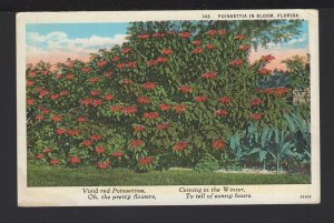 Florida Vivid Red Poinsettia in Bloom, Oh, the Pretty Flowers ~ WB