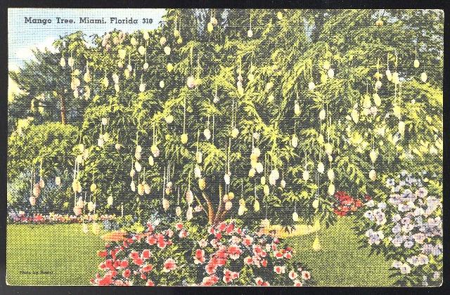 Mango Tree Miami FL Tichnor Linen Postcard 1940 Air Mail Saves Time Slogan Cance