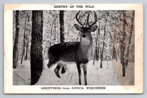 Deer Sentry Of The Wild Greetings From Avoca Wisconsin Unposted