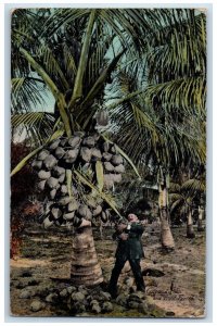 1912 Cocoanut Palm and Fruit Jacksonville FL Florida Artistic Series Postcard