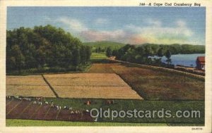 Cranberries Farm Farming, Farm, Farmer  1957 