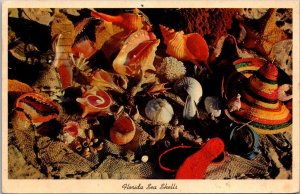 Florida Sea Shells Found Along The Coast Of Florida 1961