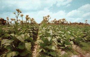 Tobacco Field