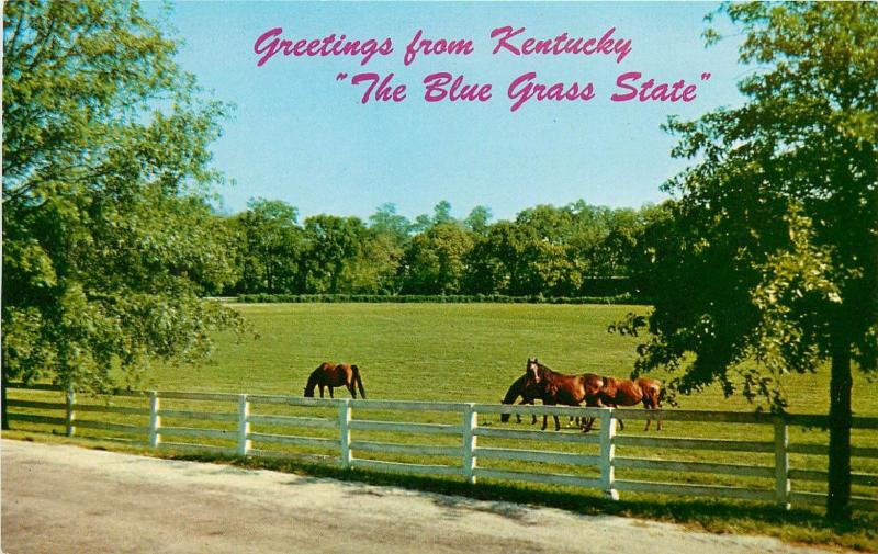 Kentuck Bluegrass Horse Farms Rolling Hills Kentucky KY Postcard