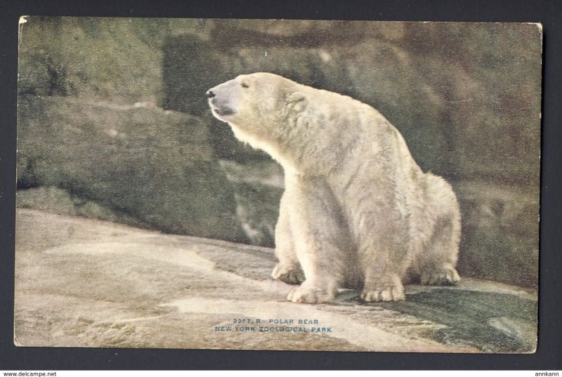 Polar Bear - New York Zoological Park USA