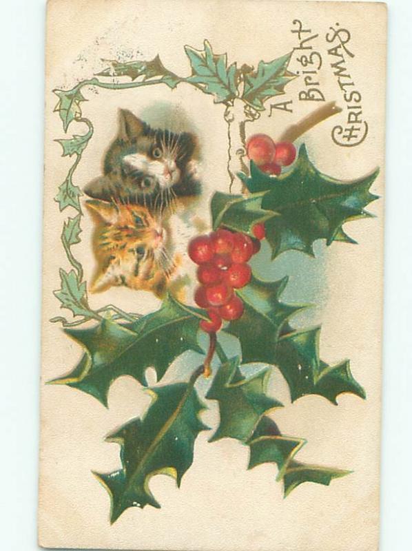 Divided-Back CUTE CAT SCENE Great Postcard AA9467