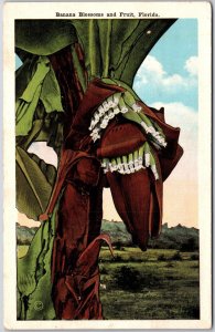 Florida FL, Banana Blossoms and Fruit, Countryside, Greenfield, Vintage Postcard
