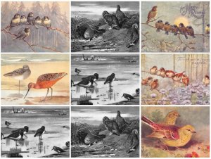 Birds Yellowhammer etc lot of 9 postcards B898
