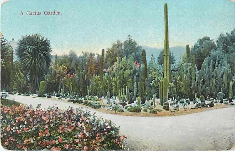 A Cactus Garden, Divided Back