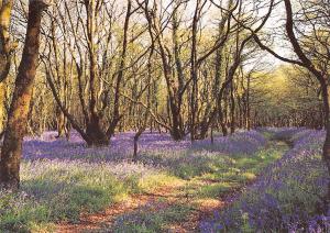 uk37135 bluebell wood dorset downs uk lot 10 uk