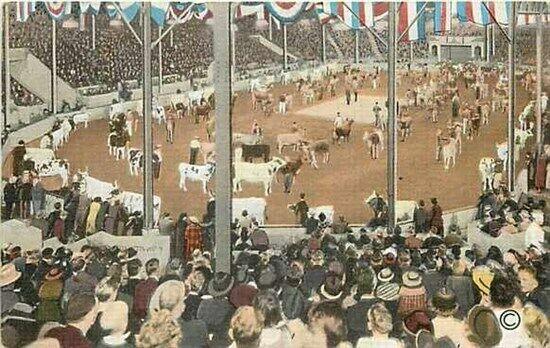 IA, Waterloo, Iowa, Hippodrome, Parade of Champions, Cattle E.C. Kropp 5515N