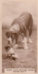 Dog Does Your Mother Know Antique German Real Photo Cigarette Card