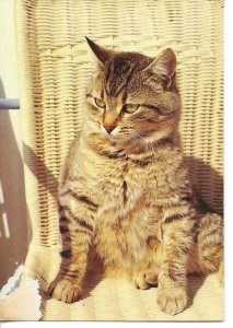 Animals.An angry cat Modern Italian  photo postcard 1970s