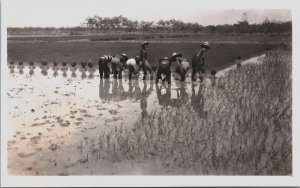 Indonesia Rice Field Workers Java Vintage RPPC C080