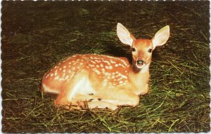 Deer Fawn sitting on ground close up at Algonquin Park, Ontario Canada postcard