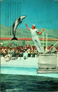 A High Jumping Porpoise Marineland of the Pacific Porpoise Chrome Postcard A3