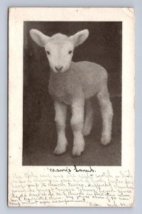 MARY'S LAMB PORTLAND OREGON TO DECATUR ILLINOIS EASTER MESSAGE POSTCARD 1910