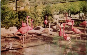 Vtg American & Chilean Flamingos San Antonia Zoo Texas TX Unused Postcard