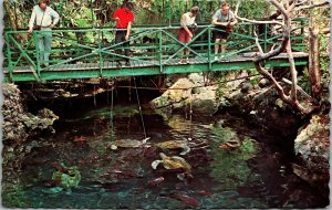 Vtg 1960s The Devils Hole Natural Aquarium Harrington Sound Bermuda Postcard