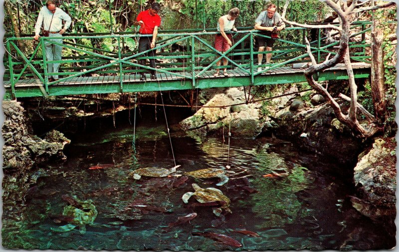 Vtg 1960s The Devils Hole Natural Aquarium Harrington Sound Bermuda Postcard