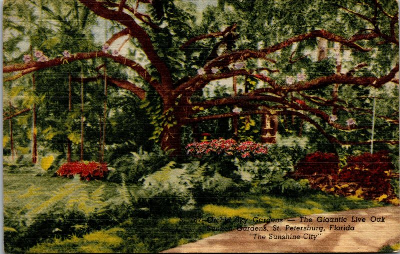Vtg 1950s Orchid Sky Live Oak Sunken Gardens St Peterburg Florida FL Postcard