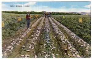 Potato Digging in Maine