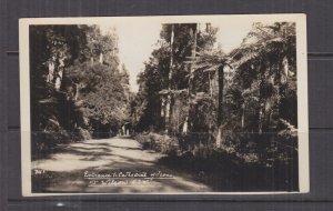 NEW SOUTH WALES, MT WILSON, ENTRANCE TO CATHEDRAL OF FERNS, c1950 real photo ppc