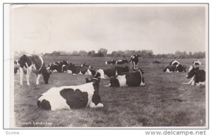 RP; Friesch Landschap, Healthy cows resting in field, PU-1943