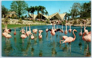M-110291 Flock of Flamingos Lagoon at Busch Gardens Anheuser-Busch Tampa FL