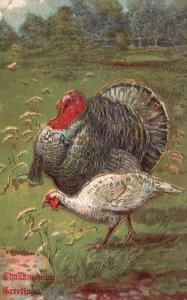 Thanksgiving Greetings Turkeys Grassy Lawn Holiday Vintage Postcard c1910