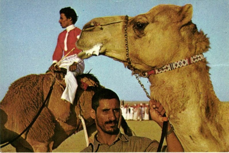 PC CPA SAUDI ARABIA, AFTER A CAMEL RACE, Modern Postcard (b22471)