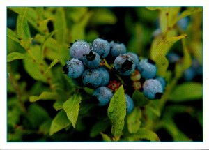Maine Wild Blueberries