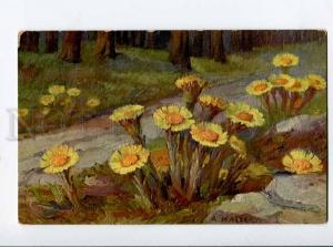 264601 Coltsfoot Flowers HALLER Vintage Colorful postcard