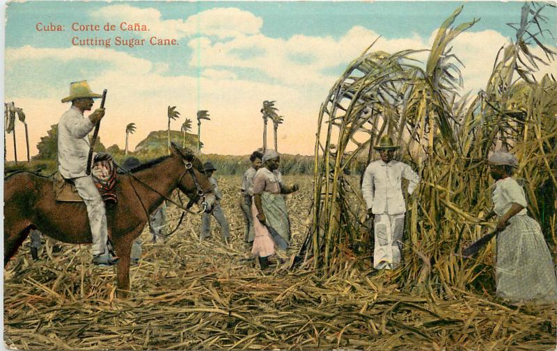 Vintage Postcard Cutting the Sugar Cane Crop  Cuba  