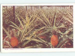 Pre-1907 FLORIDA PINEAPPLE FIELD Published In Saint Augustine Florida FL hp9255