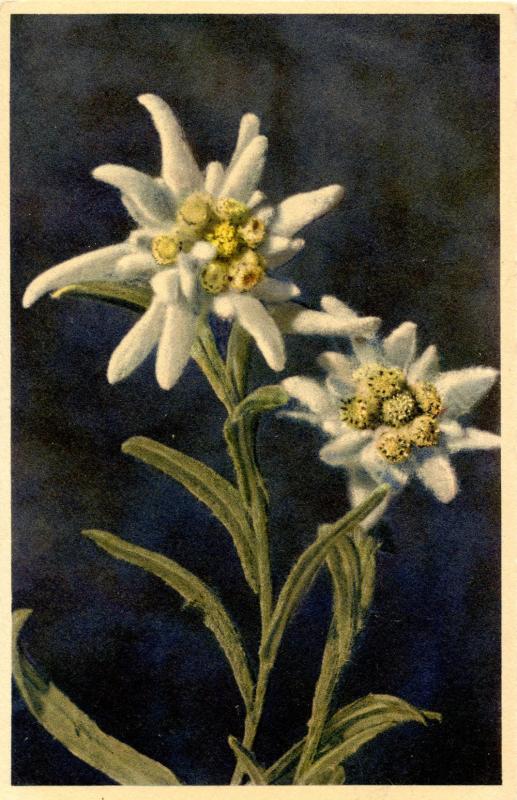 Flowers -  Edelweiss                             (Thor & Gyger #2655)