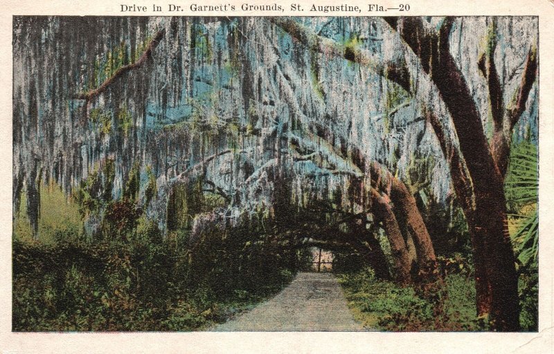 Vintage Postcard Drive Under Moss Dr. Garnett's Grounds St. Augustine Florida 