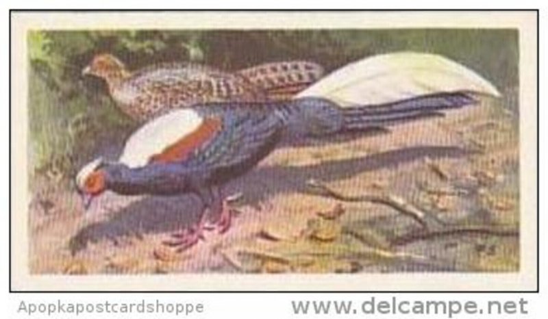 Brooke Bond Vintage Trade Card Wildlife In Danger 1963 No 31 Swinhoe's P...